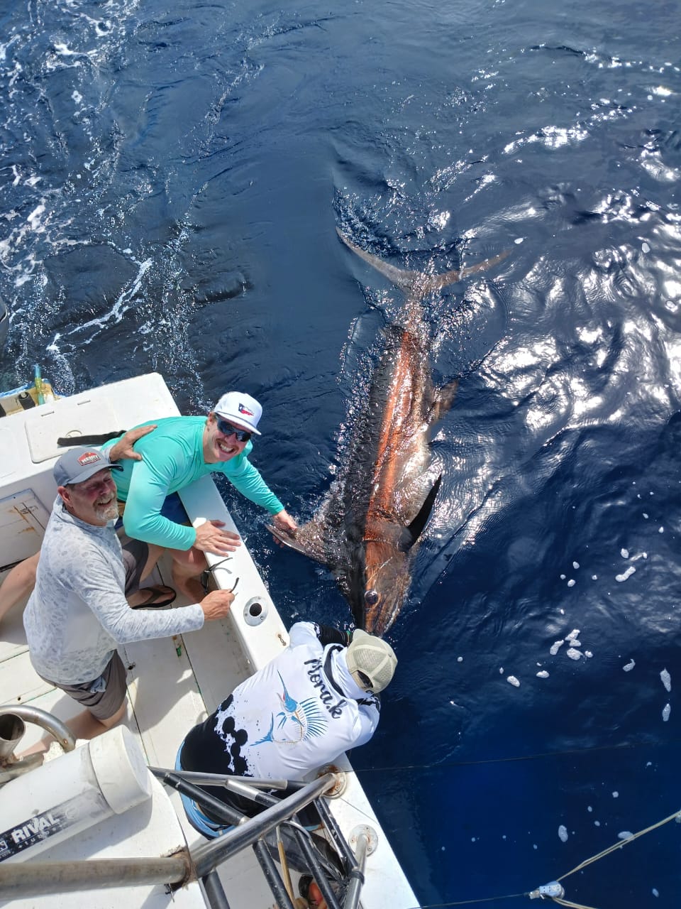 Blue marlin at the boat