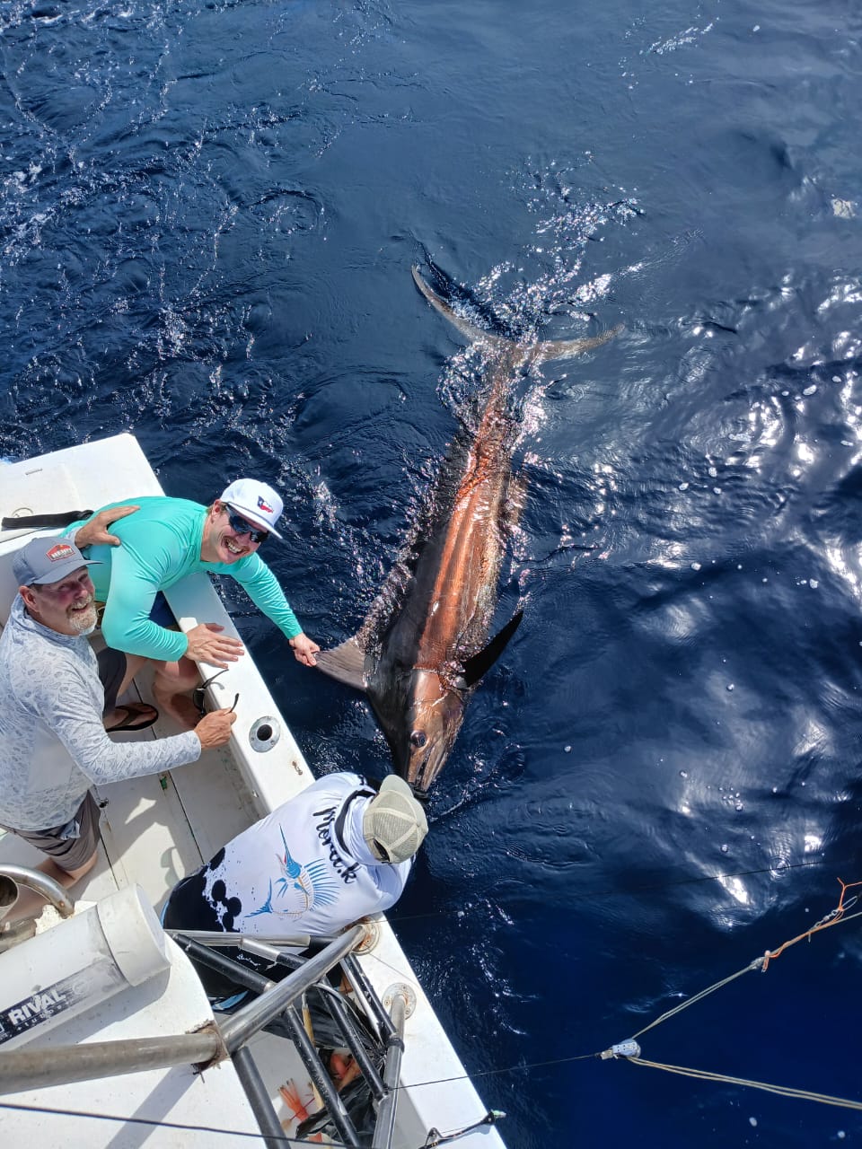 Blue marlin boatside