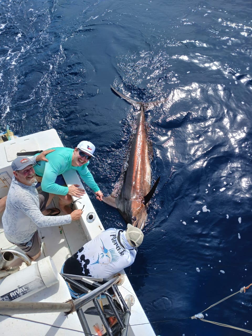 Blue marlin released boatside